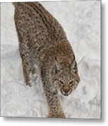 Siberian Lynx Metal Print