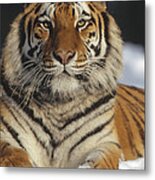 Siberian Tiger Portrait In Snow China Metal Print