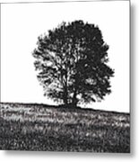 Silhouette Summer Tree Metal Print