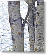 Silver Birch Trees At A Sunny Lake Metal Print
