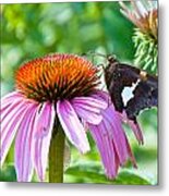 Silver-spotted Skipper And Echinachea Metal Print