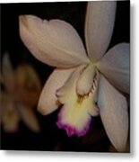 Silver Star Svo Cattleya Metal Print