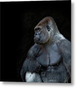Silverback Gorilla Portrait In Profile Metal Print