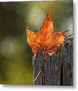 Simply Autumn Metal Print