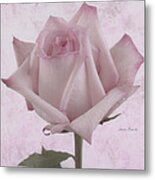 Single Pink Rose Blossom Metal Print
