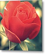Single Red Rose Metal Print