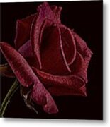 Single Red Rose Of Love Metal Print