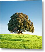 Single Tree Metal Print