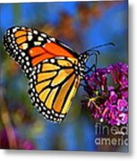Sipping Monarch Metal Print