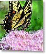 Sitting Pretty Metal Print