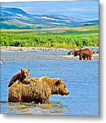 Six-month-old Cub Riding On Mom's Back To Cross Moraine River In Katmai National Preserve-alaska Metal Print