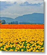 Skagit Valley Tulip Field Metal Print