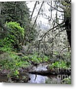 Skunk Cabbage Blooming In Washington State Forest Metal Print