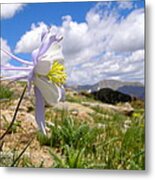 Sky Blossom Metal Print