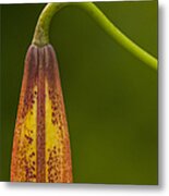 Sleeping Beauty - Turks Cap Lily Metal Print