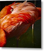 Sleeping Flamingo Metal Print