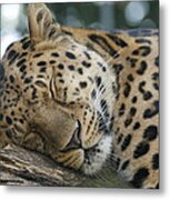 Sleeping Leopard Metal Print