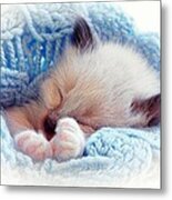 Sleeping Siamese Kitten Metal Print