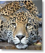 Sleepy Jaguar Metal Print