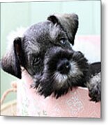 Sleepy Mini Schnauzer Metal Print