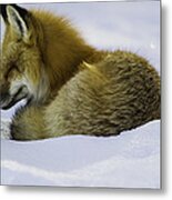 Sleepy Red Fox Metal Print