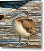 Sleepytime Pelican Ii Metal Print