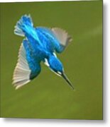 Small-blue Kingfisher Metal Print