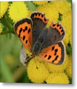 Small Copper Butterfly Metal Print