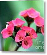 Small Red Flower Metal Print