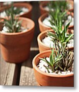 Small Succulents In Terracotta Pots Metal Print