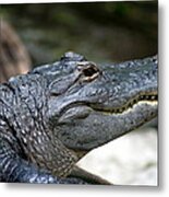 Smiling Alligator Metal Print