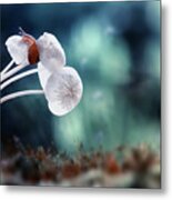 Snail And Mushrooms Metal Print