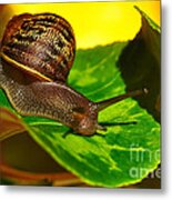 Snail In Colorful Habitat Metal Print