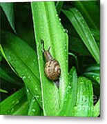 Snail Muncher Metal Print