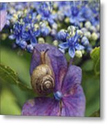 Snail On Hydrangea Flower Japan Metal Print