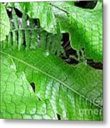 Snake Skin Plant Metal Print