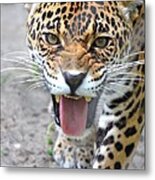 Snarling Jaguar Metal Print