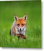 Sneaky Red Fox Vulpes Vulpes Metal Print