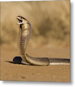 Snouted Cobra Metal Print