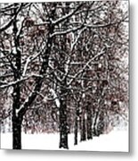 Snow And Berries - Square Metal Print