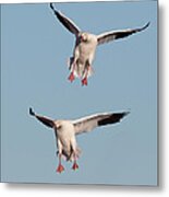 Snow Geese Landing Closeup Metal Print