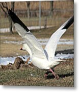 Snow Goose Taking Flight Metal Print