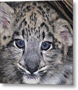 Snow Leopard Cub Endangered Metal Print