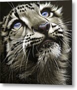 Snow Leopard Cub Metal Print