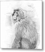 Snow Monkey Character Study Ii Metal Print