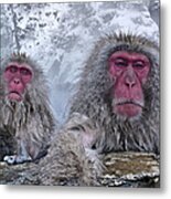 Snow Monkeys In The Hot Springs Metal Print