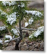 Snow On Baby Pine Tree In Yellowstone Metal Print