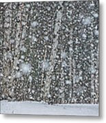 Snow On Birch Metal Print