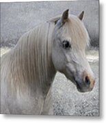 Snow Pony Metal Print