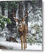 Snow Storm And The Buck Deer Metal Print